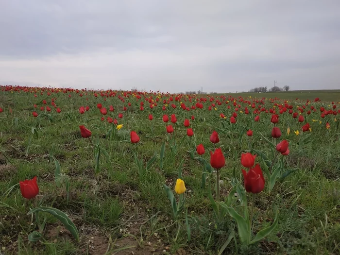 Kalmykia. steppe tulips - My, beauty of nature, Steppe, Tulips, Flowers, Wildflowers, Nature, Kalmykia