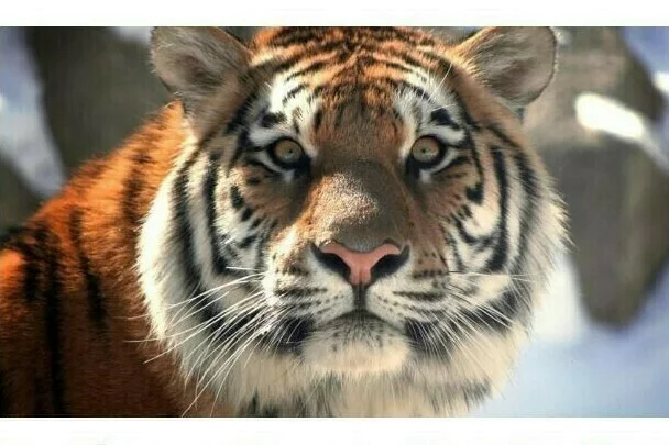 Continuation of the post “Poachers face 8 years: the case of the murder of the tiger Pavlik is again brought to court” - Tiger, Amur tiger, Big cats, Cat family, Rare view, Red Book, Murder, Court, Дальний Восток, Amur region, Negative, news, Crime, Reply to post