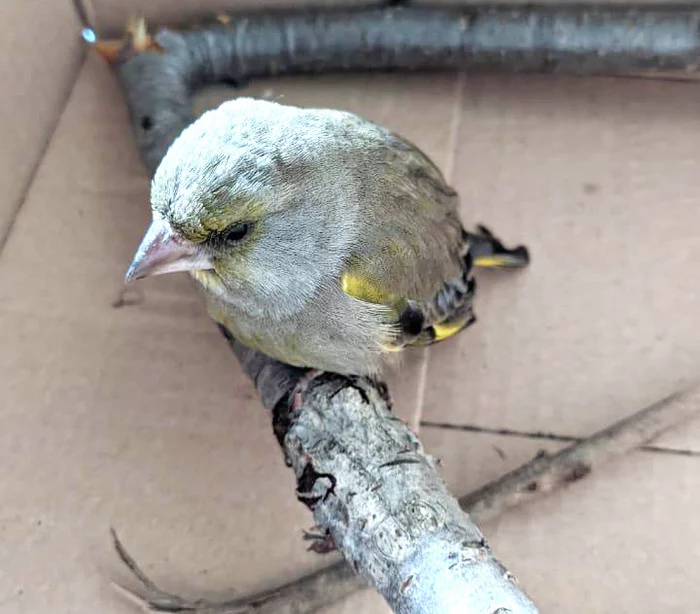 The story of the greenfinch - My, Birds, Greenfinch, Dog, cat, Broken wing, Treatment, Ornithology, Cell, Longpost