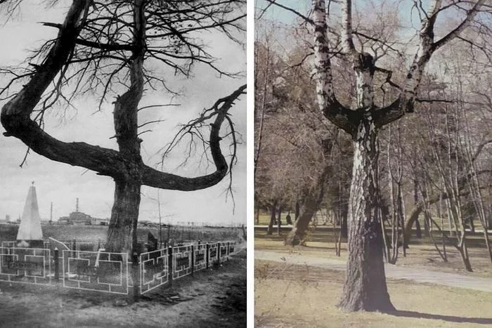 The mystical cross tree from Pripyat was reborn in Siberia near the monument to the liquidators - Chernobyl, Chernobyl: Exclusion Zone, Chernobyl, Pripyat, Mystic