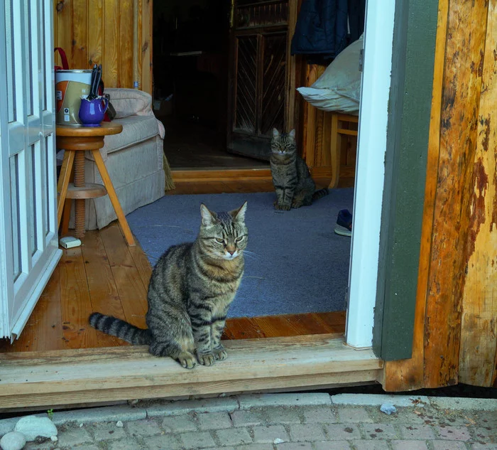 Kittens from Turkey - My, cat, Turkey, Cosiness, Threshold