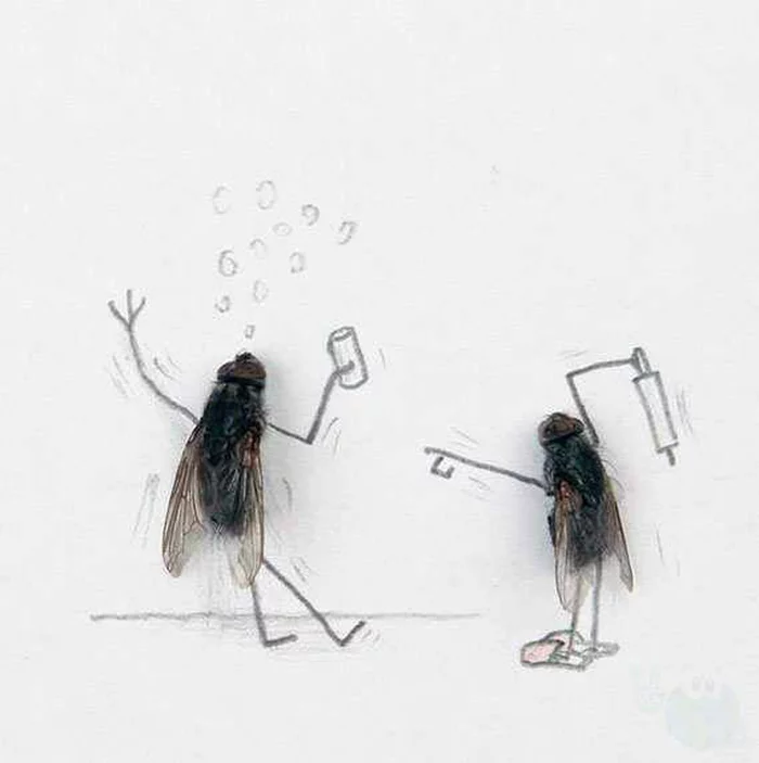 The Secret Life of Flies - Муха, Pencil drawing, From the network, Longpost, Entertainer