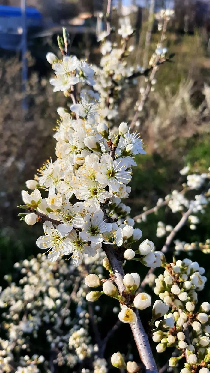 Bloom - My, Rostov-on-Don, Cherry plum, Bloom, Reflections, Walk, The photo, Mobile photography, Grove, Longpost, Thoughts