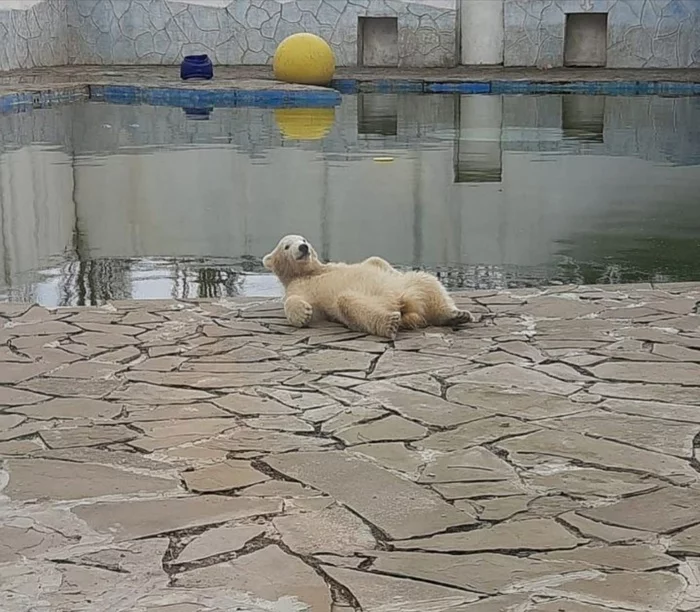 Polar bear cub from the Rostov Zoo - Animals, The Bears, Polar bear, Zoo, Images, Interesting, Russia, Rostov-on-Don, Wild animals