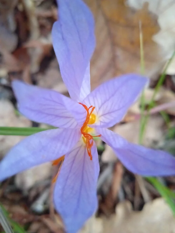 Winter forest flower - My, Forest, Bloom, Flowers