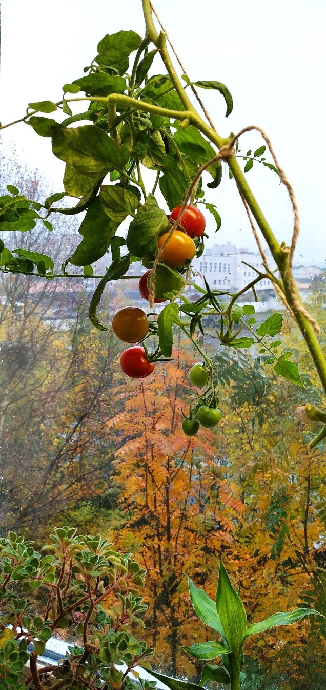 My tomatoes - My, Window, Winter, Tomatoes, Murmansk, Longpost