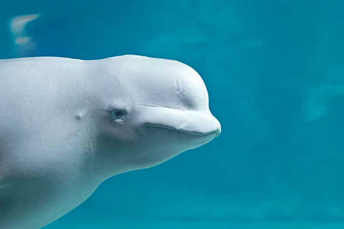 Dolphin and Beluga Whale: Some Interesting Differences in the Life of Marine Mammals - Animals, Dolphin, Belukha, Nature, Yandex Zen, Longpost, Beluga whales