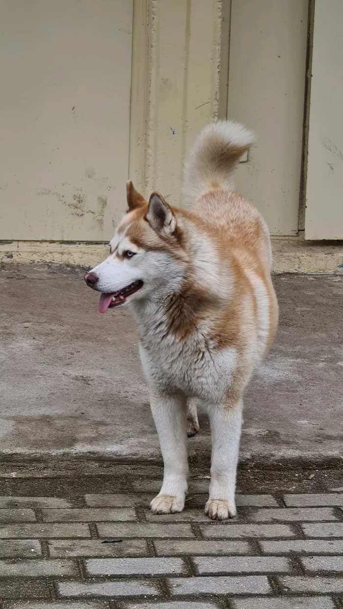 Homeless husky girl in Chizhovka (Minsk) - My, Minsk, The strength of the Peekaboo, Found a dog, Husky, Chizhovka Arena, No rating, Dog, In good hands