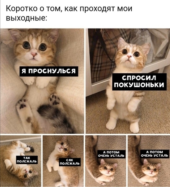 Мои выходные! - Кот, Котята, Домашние животные, Смешные животные, Смех (реакция), Юмор, Мемы, Милота