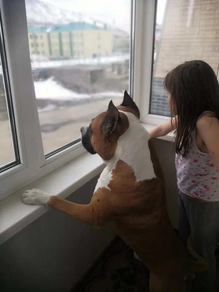 Waiting for a walk - My, Dog, Friend, Children, Amstaff