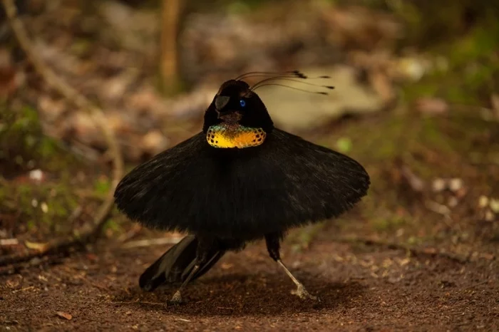 Dance King Six-feathered Bird of Paradise - Birds of paradise, Dancing