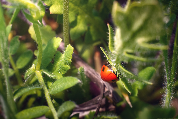 Всего лишь жопка божьей коровки. Листай дальше