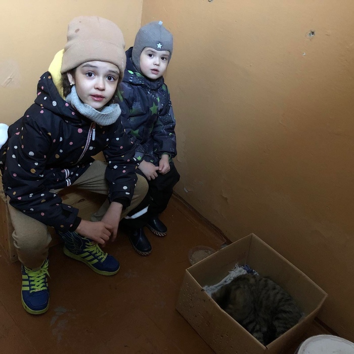 кошка родила в подъезде что делать. Смотреть фото кошка родила в подъезде что делать. Смотреть картинку кошка родила в подъезде что делать. Картинка про кошка родила в подъезде что делать. Фото кошка родила в подъезде что делать