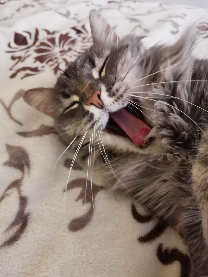 Кошачьи позевушки