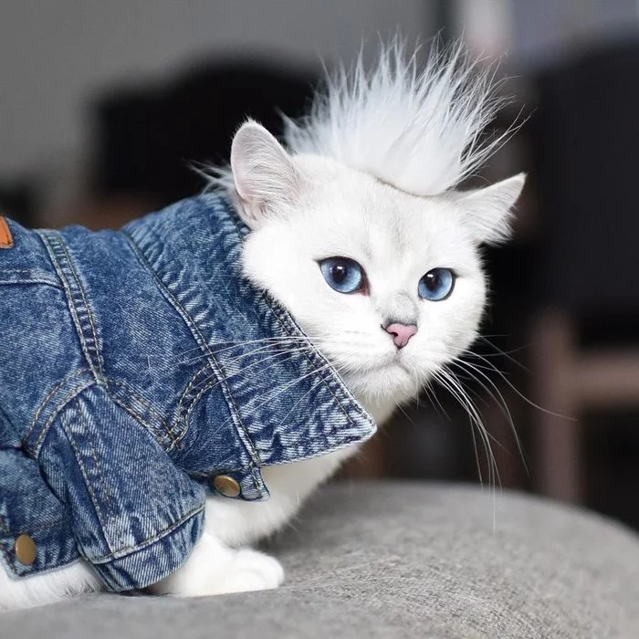 Punks not Dead - Кот, Белый, Длиннопост, Ирокез, Панки, Прическа