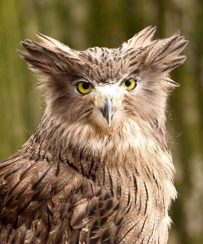 Take a photo, like a stylish hairstyle - Fish owl, Birds, Ace Ventura 2, The photo, Longpost