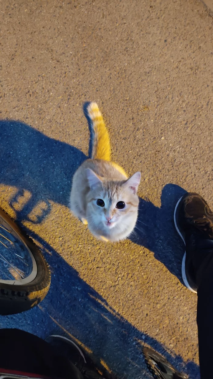 Whose cat? - My, cat, Found a cat, Almaty, Longpost, No rating