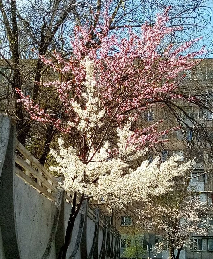Here is such an unusual two-tone tree met - Tree, Color, Spring, beauty
