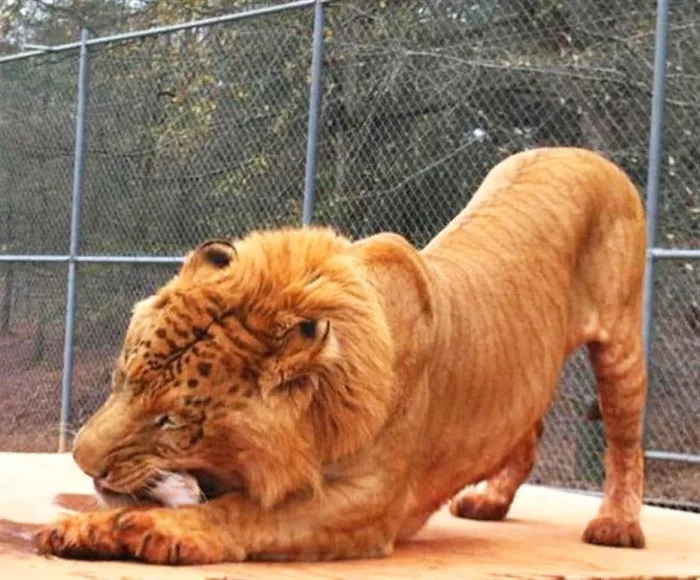 Liger - Big cats, Cat family, Animals, Rare view, Liger, Hybrid, a lion, Tiger