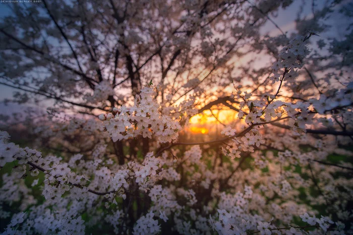 Favorite scent in your favorite colors - My, The photo, Nature, Spring, Smell, Color, Sunset, Cherry