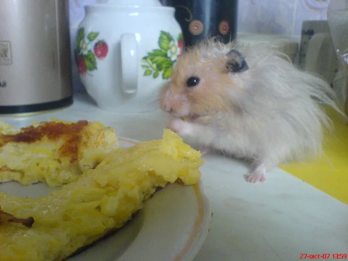 Reply to the post Delicious pancakes - Pancakes, Om-Nom-nom, Milota, The photo, Syrian hamster, Reply to post