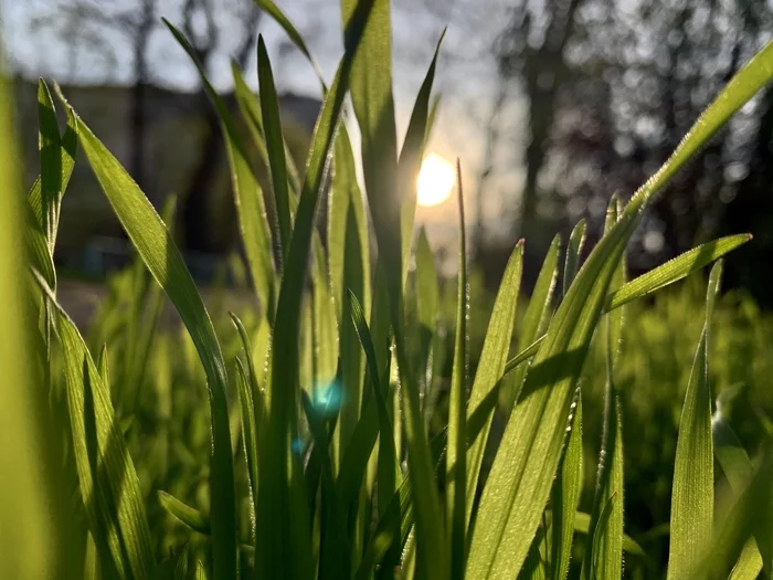 Grass near the house - My, Greenery, Mobile photography, Nature