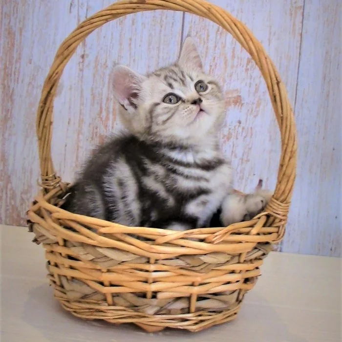 Little kittens from my cat :)) - My, British Shorthair, Kittens