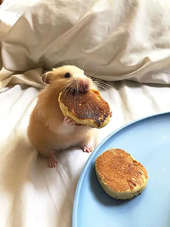delicious fritters - Pancakes, Om-Nom-nom, Milota, The photo, Syrian hamster, Hamster