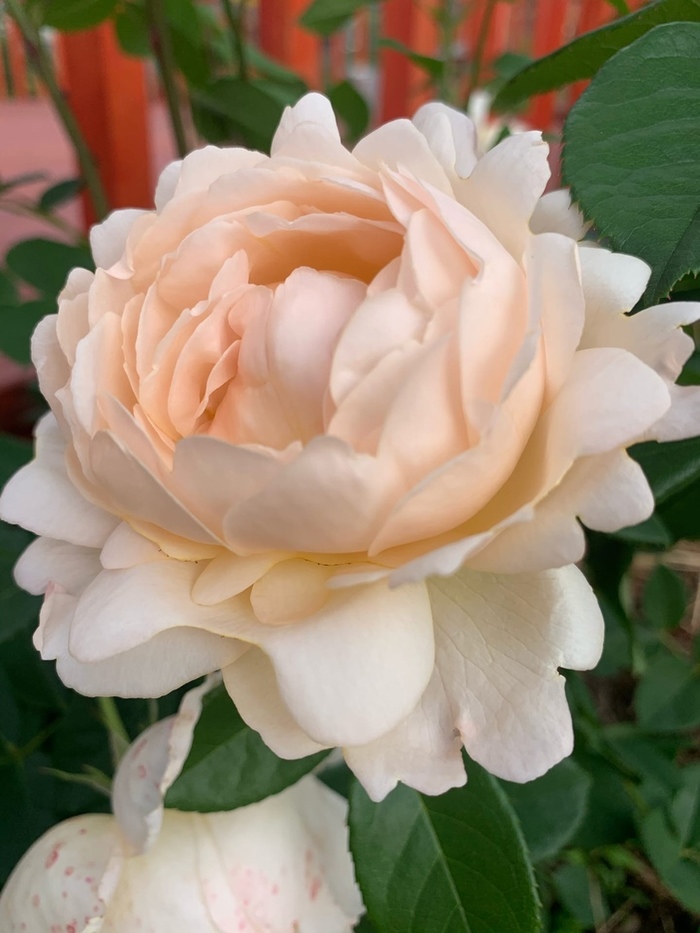 ������ ������ ���� ���������� ���� � ������ �����? ��������� ���� ����