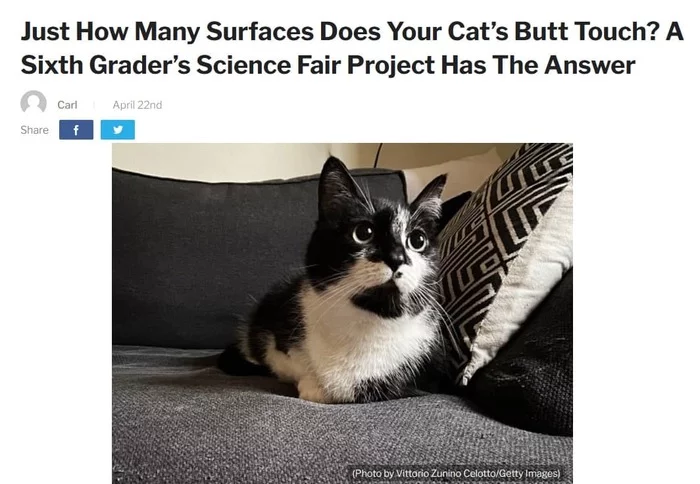 Actual question - cat, The science, Research