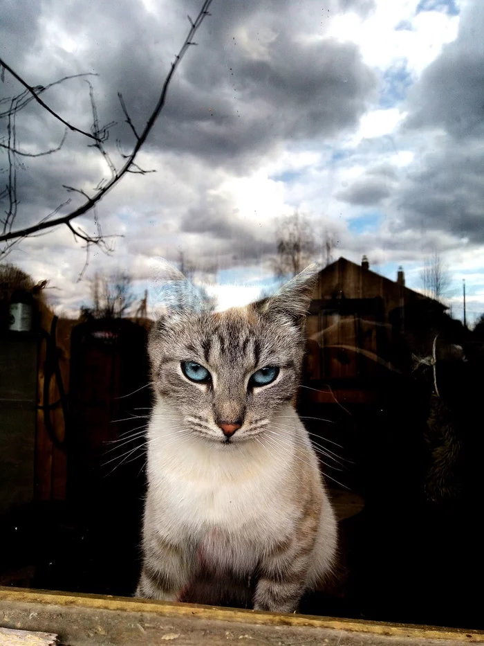 Your eyes... - My, cat, The photo, beauty