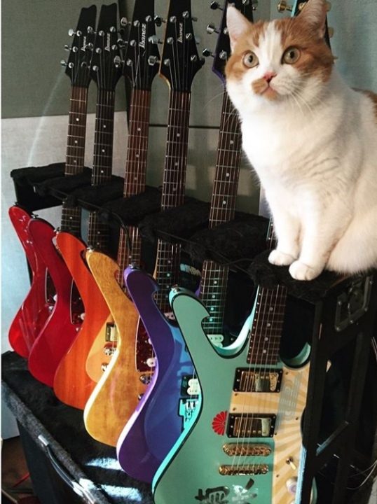 Paul Gilbert's cat - Paul Gilbert, Guitar, cat, Video, Longpost