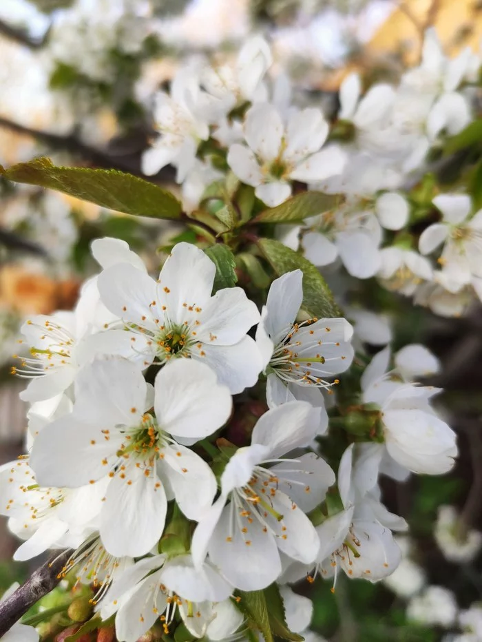 Spring - My, Spring, Cherries, Flowers, Bloom