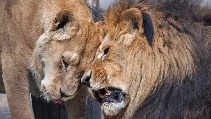 “He pestered, she fought back”: a lion and a lioness got into a fight at the Novosibirsk Zoo - a lion, Lioness, Big cats, Cat family, Novosibirsk, Novosibirsk Zoo, Conflict, Family drama, Negative, Video, Longpost