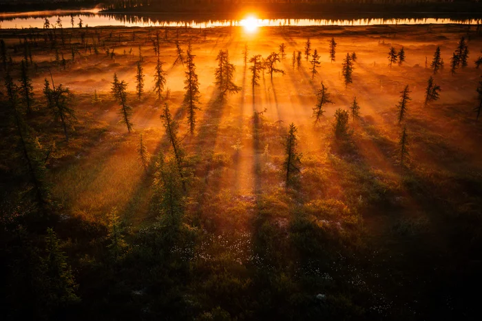 Shrouded in a misty dawn - My, Russia, Landscape, dawn, Fog, Yamal, Siberia, Forest, Swamp