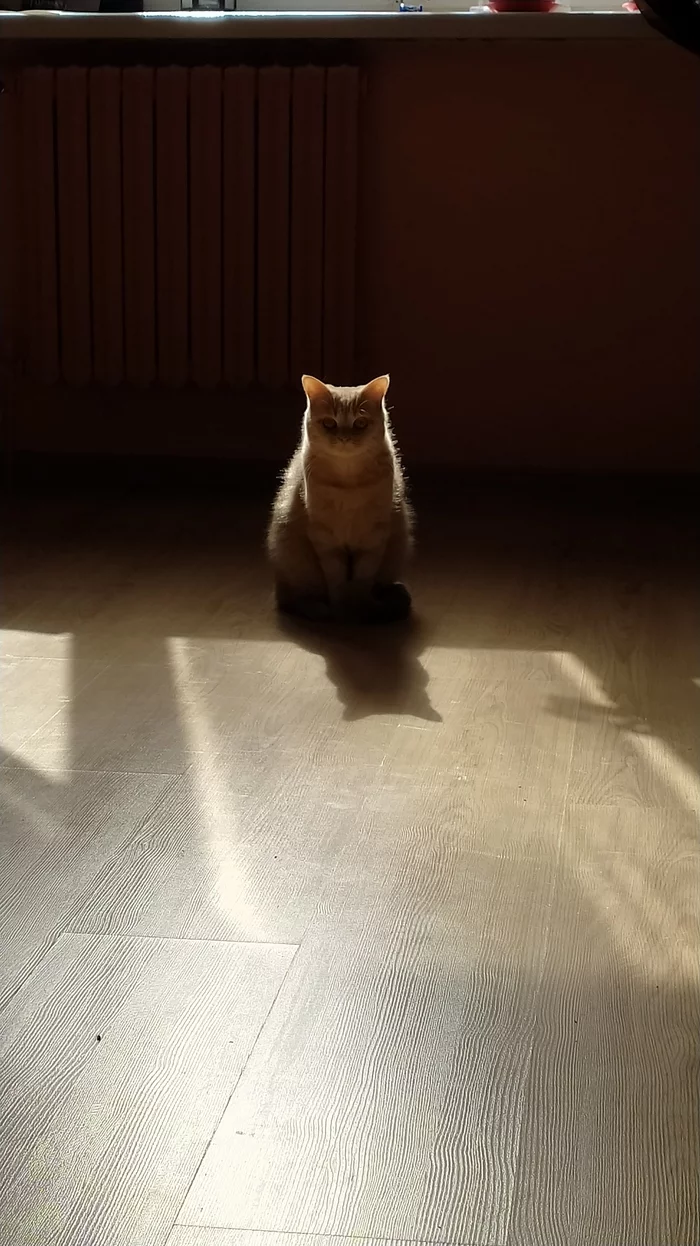 Evil never sleeps - My, cat, The sun