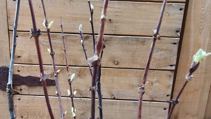 Саженцы. Распаковка посылки