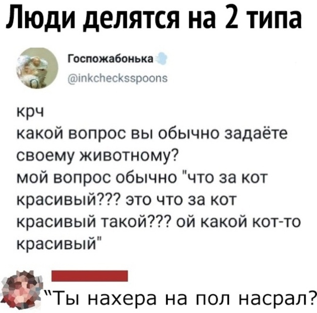 А какие вопросы задаёте вы ? - Животные, Юмор, Жизненно, Домашние животные, Twitter, Кот