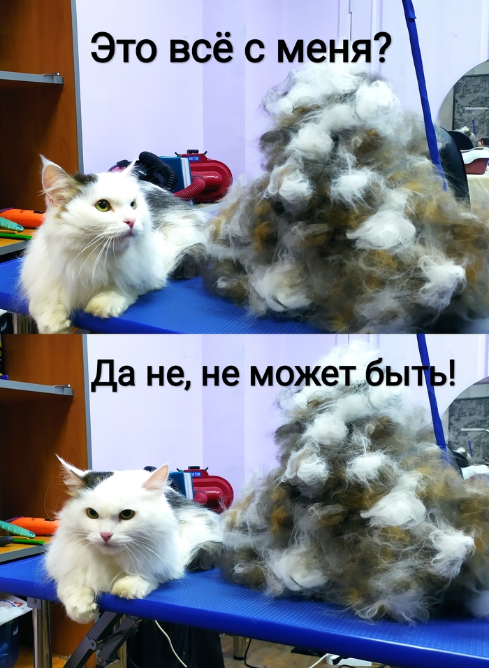 Вычесали кота