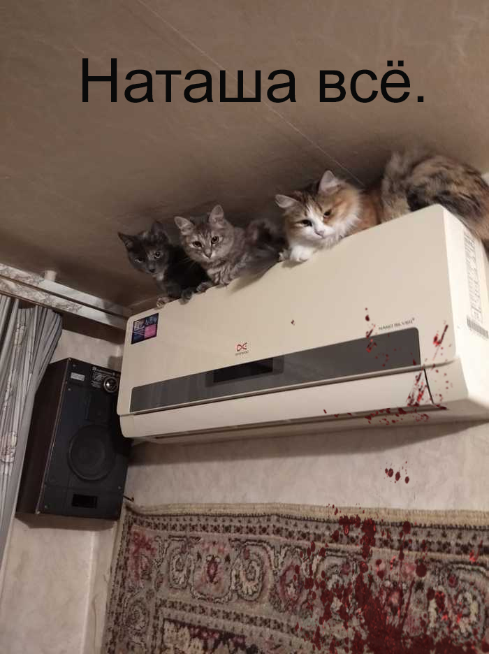 Reply to the post “Independent Observers” - cat, Air conditioner, Reply to post, Black humor