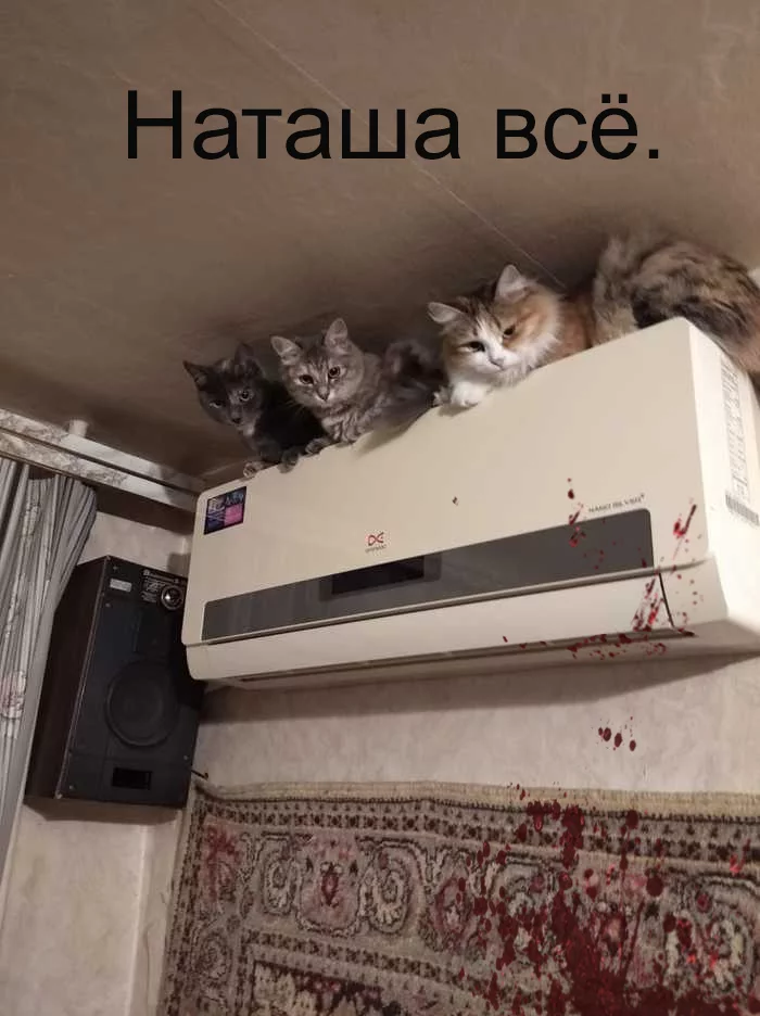1619630779171037848.webp