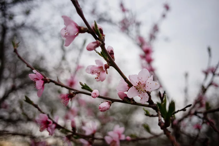 peach blossom - My, Spring, Bloom, The photo, Peaches, Flowers, Garden, Longpost