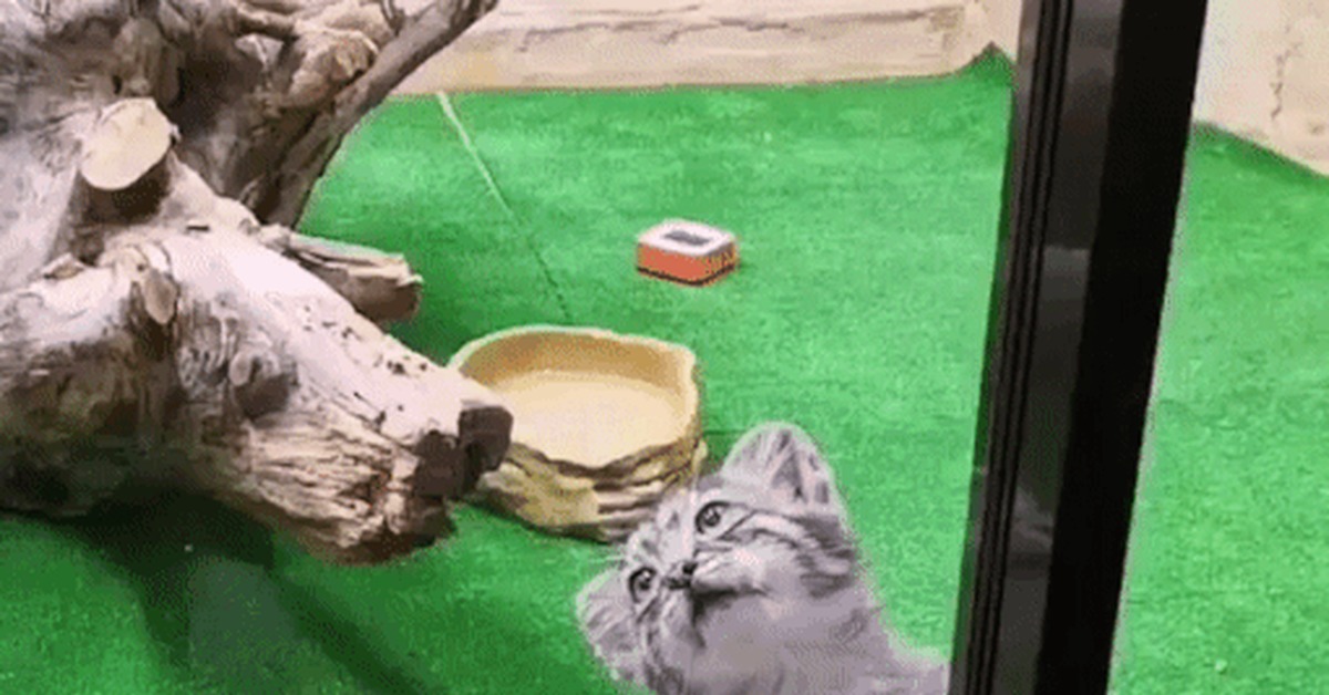 Well, finally, someone play with a fluffy cat... - Pallas' cat, Small cats, Cat family, Fluffy, Milota, Behind the glass, GIF, Positive