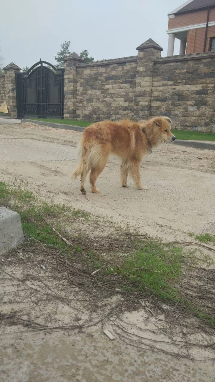 Dog found, Volgograd, Vinovka - Lost, Volgograd, No rating, Found a dog, Help, Longpost, Dog