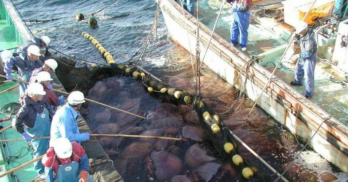 Медуза новости. Перелов и браконьерство Азовского моря и Азовского. Вылов медуз в Азовском море. Погрузка медуз рыб сеткой.