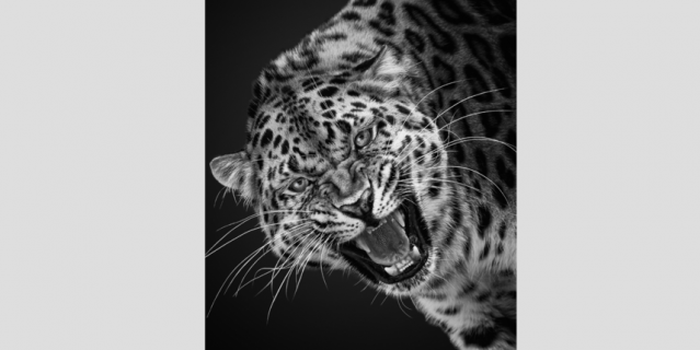 Эмоции, которые большие кошки показали фотографу Лев, Леопард, Большие кошки, Животные, Московский зоопарк, Фотограф, Фотография, Эмоции