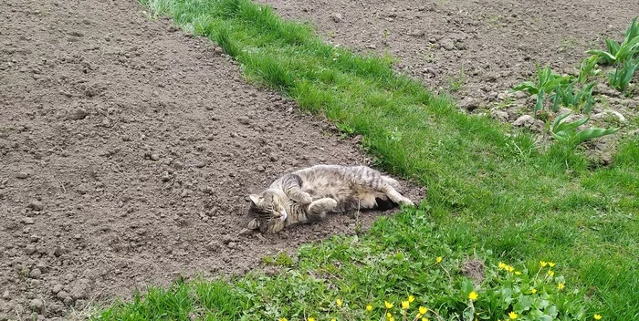 Where in the world? - My, cat, Garden