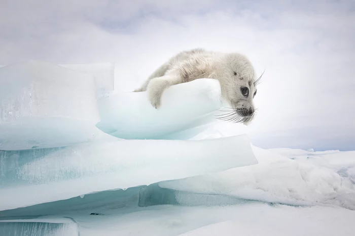 sly squirrel - Seal, Baikal, Seal, Pinnipeds, Young, Milota, Wild animals, wildlife, , Snow, Ice, The national geographic, The photo, beauty of nature, Endemic, Relic, Animals