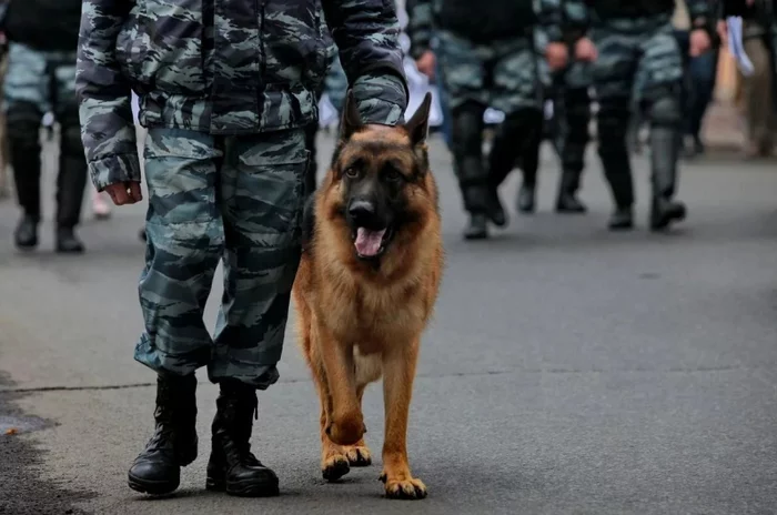 The Belarusian police will train service dogs to identify citizens using Nivea antiperspirants - Dog, Republic of Belarus, Nivea, IA Panorama, Fake news, Humor, Politics