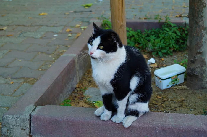 Cats of Istanbul again - My, cat, Istanbul, Summer, Heat, Kittens, Dream, Longpost